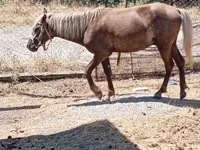 Chevaux (lot, sexe non indiqué), Chevaux — photo 2