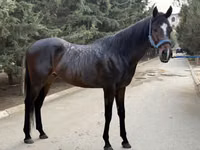 Kůň, Thoroughbred horse — foto 5