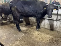 Vaca, Raça Alatau — foto 1