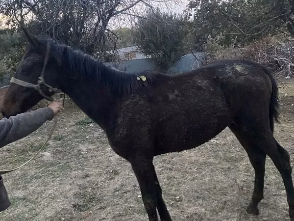 Kůň, Kazakh horse