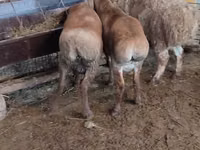 பெண் ஆடு, West-Siberian mutton sheep — புகைப்படம் 2