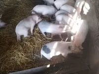 Säue, Schweine — Foto 1