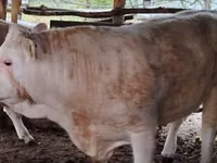 Býk, Simmental cattle — foto 1