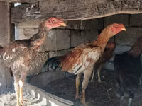 Chickens — Foto 2