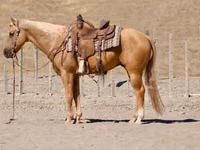 குதிரை, Quarter Horse — புகைப்படம் 3
