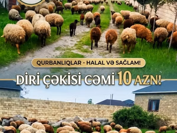 Ovce (šarže, pohlaví neuvedeno), Ovce — Ázerbájdžán
