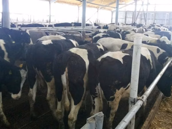 Vaca, Russian Black pied cattle — Rússia