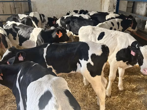 Taureau, Race Holstein