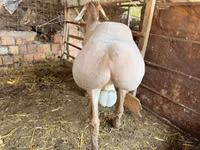 Carneiro, Rhon sheep — foto 5