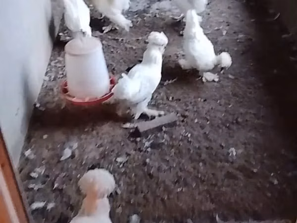 सुल्तान