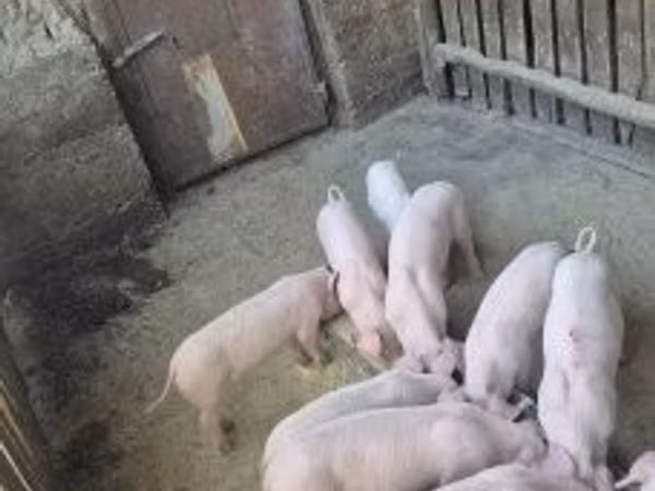 Porcs (lot, sexe non indiqué), 
