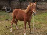 母马, Horses — 照片 1