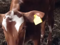 Vache, Vache limousine — photo 3