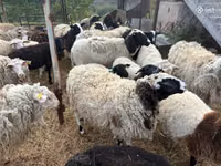 ვერძი, Dorper sheep — ფოტო 7