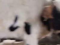 母牛, Cattle — 照片 4