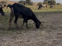 Cabras (lote, sexo no especificado), Nubian Goat — foto 6