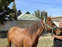 فرس, Kazakh horse — الصورة 1