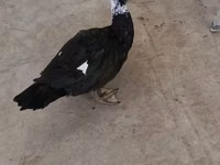 Ducks — الصورة 2