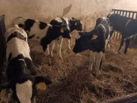 Bull, Russian Black pied cattle — photo 3