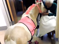 Madyan, Miniature horse — foto 5