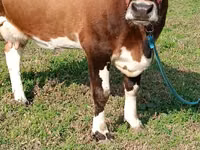 பசு, Simmental cattle — புகைப்படம் 1