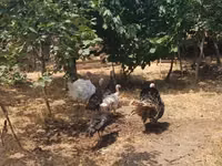 Turkeys — foto 1