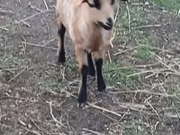 பெண் ஆடு, Cameroon sheep — புகைப்படம் 1