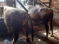 Býk, Simmental cattle — foto 4