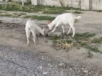 Cabra, Cabras — foto 6