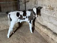 Vaca, Russian Black pied cattle — foto 2