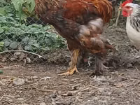 Brahma — foto 4