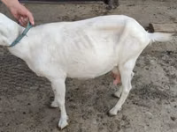 Koza, Saanen goat — zdjęcie 3