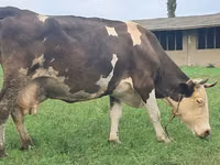 ძროხა, Simmental cattle — ფოტო 5