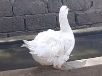 Geese — zdjęcie 3