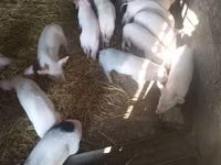 Säue, Schweine — Foto 2