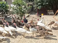 Turkeys — foto 2