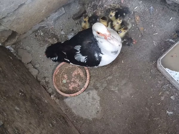 Ducks — Azerbaiyán
