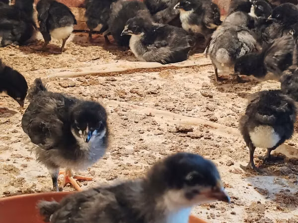 Australian Pit Game fowl