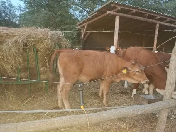 Krava, Kráva limuzín
