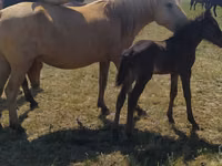 Jument, Kazakh horse — photo 1