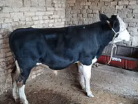 Cattle (batch, sex not specified), Russian Black pied cattle — photo 4