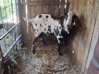 Kozioł, Nubian Goat — zdjęcie 3