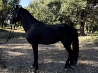 Konie (partia, płeć nieokreślona), American shetland pony — zdjęcie 7
