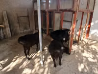 Ram, Sheep — photo 2
