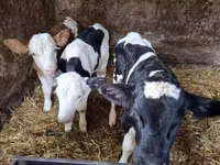 Býk, Russian Black pied cattle — foto 1