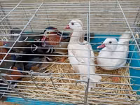Ducks — zdjęcie 2