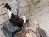 Ducks — الصورة 1