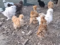 Danish hen — photo 5