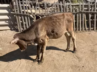 母牛, Cattle — 照片 7