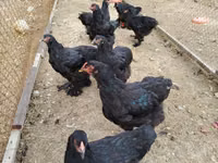 Brahma — Foto 2
